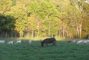 Sassafras Valley Ranch | South Poll Cattle - Hair Sheep & Goats