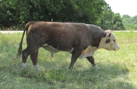 Hereford bull 7020