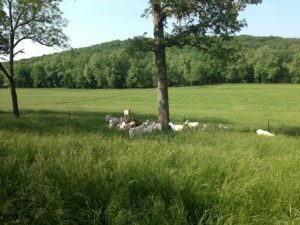 Sassafras Valley Ranch | South Poll Cattle - Hair Sheep & Goats