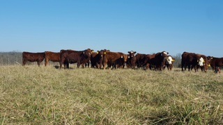 Sassafras Valley Ranch | South Poll Cattle - Hair Sheep & Goats