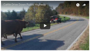 Cattle Drive on Public Highway