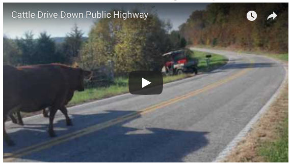 Sassafras Valley Ranch | South Poll Cattle Drive on Public Highway